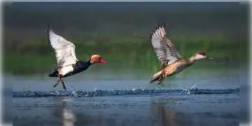 Read more about - শীতের দেখা মিলতেই আহিরণে হাজির পরিযায়ী পাখি, জলাশয়ে পাখিপ্রেমীরাও জমিয়েছেন ভীড়।  