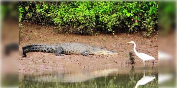 Read more about - Cyclone Dana Effect | 'দানা'র তান্ডব থেকে ওড়িশা বঙ্গকে রক্ষা করলো ম্যানগ্রোভ! তবে মৃত বহু পরিযায়ী পাখি, লোকালয়ে ঢুকছে কুমীর সাপ