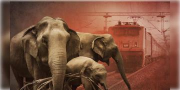 Read more about - Alipurduar | রেললাইনে চলছিল বন্যপ্রাণী বাঁচানোর মহড়া, আলিপুরদুয়ারে হাতি পিষে মারলো রেলকর্মীকেই