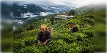 Read more about - Darjeeling Tea | এক দশকে ৪৬% কমলো দার্জিলিং চায়ের রপ্তানি, কমেছে চায়ের উৎপাদনও! শঙ্কায় শিল্পমহল!