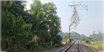 Read more about - Howrah-Digha Train | ওভারহেড তারের ওপর ভাঙলো আস্ত বাঁশ গাছ! হাওড়া-দিঘা লাইনে ব্যাহত ট্রেন পরিষেবা