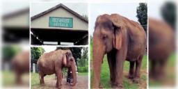 Read more about - Oldest Elephant in Asia | মৃত্যু হলো এশিয়ার সবচেয়ে বয়স্ক হস্তিনী ‘বৎসলা’-র, শোকপ্রকাশ মধ্যপ্রদেশের মুখ্যমন্ত্রীর