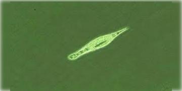 Read more about - Bdelloid Rotifer | প্রায় ২৪ হাজার বছর পর ভাঙলো ' শীতঘুম', সাইবেরিয়ার এক আণবিক জীবকে উদ্ধার করে পুনরুজ্জীবিত করলেন বিজ্ঞানীরা!