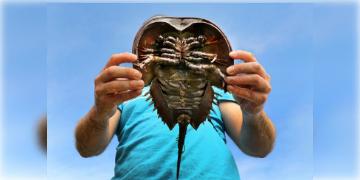 Read more about - Horseshoe Crab | ডাইনোসরের থেকেও বেশি সময় ধরে পৃথিবীতে বসবাস! হর্সশু কাঁকড়ার এক লিটার নীল রক্তের দাম ১১ লক্ষ কেন জানেন?