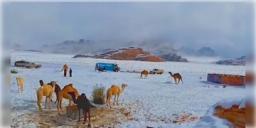 Read more about - Snowfall in Saudi Arabia | ইতিহাসে প্রথমবার! সৌদি আরবে তুষারপাত!  বিস্তীর্ণ মরুভূমি ঢেকে গেল সাদা বরফে