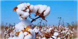 Read more about - Cotton Imports | ট্রাম্পের শুল্ক 'যুদ্ধে'র কোপ, তুলো আমদানিতে শুল্ক মুক্তির ঘোষণা করলো ভারত!