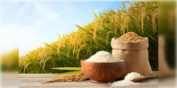 Read more about - Rice Producer | বছর শেষে সাফল্য! চাল উৎপাদনে চিনের একাধিপত্য ভেঙে বিশ্ব সেরা হল ভারত!