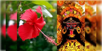 Read more about - Diwali Market | বন্যা ঘূর্ণিঝড়ের প্রভাব ফুল ব্যবসায়! কালীপুজোর সময় জবার যোগান নিয়ে আতঙ্কিত ফুল ব্যবসায়ীরা