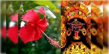 Read more about - Diwali Market | বন্যা ঘূর্ণিঝড়ের প্রভাব ফুল ব্যবসায়! কালীপুজোর সময় জবার যোগান নিয়ে আতঙ্কিত ফুল ব্যবসায়ীরা