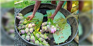 Read more about - Laxmi Puja | নাগালে ফুলের দাম, কোজাগরী লক্ষ্মীপুজোর আগে স্বস্তিতে মধ্যবিত্ত