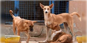 Read more about - কুকুরকে বেধড়ক মারধর তারপর স্কুটারে বেঁধে টেনে নিয়ে যাওয়ার অভিযোগ গুজরাতের এক তরুণের বিরুদ্ধে