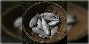 Read more about - বর্ষার মরশুমের প্রথম ইলিশের প্রবেশ রাজ্যে, কোথায় কেমন দাম রয়েছে ইলিশের? জেনে নেওয়া যাক