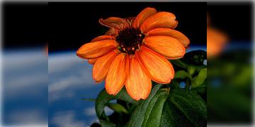 Read more about - Flower Bloomed In Space | মহাকাশে ফুটলো প্রথম ফুল! 'শূন্যে' খাদ্যশস্য উৎপাদনে নতুন আশা নাসার!
