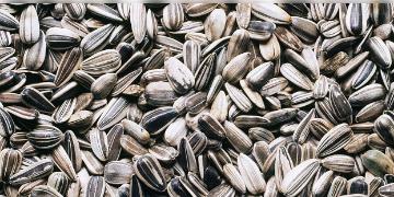 Read more about - সূর্যমুখী বীজের স্বাস্থ্য উপযোগিতা  | Health Benefits of Sunflower Seeds in Bengali