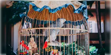 Read more about - Bird Pets Ban | বাড়িতে আর খাঁচাবন্দি করে রাখা যাবে না পায়রা-বদ্রি-টিয়া! পাখি পোষা নিয়ে জারি হবে নিষেধাজ্ঞা!