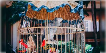 Read more about - Bird Pets Ban | বাড়িতে আর খাঁচাবন্দি করে রাখা যাবে না পায়রা-বদ্রি-টিয়া! পাখি পোষা নিয়ে জারি হবে নিষেধাজ্ঞা!