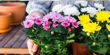 Read more about - 365 Days Flowering Plants in India | পছন্দ ফুল গাছ? কম যত্নেই এই গাছগুলি ১২ মাস দেবে ফুল!