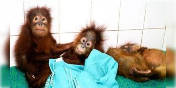 Read more about - Orangutans | ইন্দোনেশিয়া থেকে বালেশ্বরে পাচার ৫ শিশু ওরাংওটাং? দেশে ফেরাতে শুরু DNA পরীক্ষা!