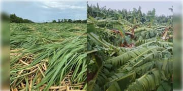 Read more about - Cyclone Arnab | ঘূর্ণিঝড় অর্ণবের দাপটে নষ্ট কলা ও আখের ক্ষেত, মাথায় হাত অন্ধ্রের কৃষকদের