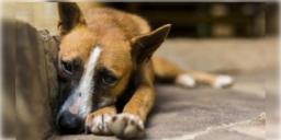 Read more about - Street Dog | পথ কুকুরদের ওপর অত্যাচার করলেই ভয়ানক শাস্তি! নতুন আইন আনলো কেন্দ্র!