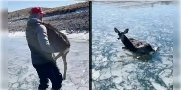 Read more about - বরফের হ্রদ থেকে উদ্ধার হরিণ শাবক, সম্প্রতি সোশ্যাল মিডিয়ায় ভাইরাল উদ্ধারকার্যের ভিডিও