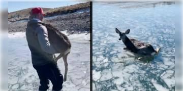 Read more about - বরফের হ্রদ থেকে উদ্ধার হরিণ শাবক, সম্প্রতি সোশ্যাল মিডিয়ায় ভাইরাল উদ্ধারকার্যের ভিডিও