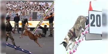 Read more about - Republic Day Parade | কর্তব্যপথে কুচকাওয়াজে সেনার সাথে হাঁটবে ‘নেড়ি’ কুকুর! প্রজাতন্ত্র দিবসে নয়া চমক বাহিনীর