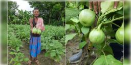 Read more about - Ashapur Brinjal GI Tag | আম-সিল্কের পর এবার GI ট্যাগ পেলো আশাপুর বেগুন! স্বীকৃতির তালিকায় ওপরের দিকে মালদা