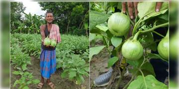 Read more about - Ashapur Brinjal GI Tag | আম-সিল্কের পর এবার GI ট্যাগ পেলো আশাপুর বেগুন! স্বীকৃতির তালিকায় ওপরের দিকে মালদা