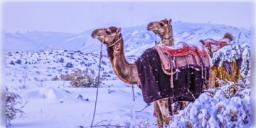 Read more about - Saudi Arabia | তপ্ত মরুভূমিতে তুষারপাত, সৌদি আরবে জলবায়ুর এ কেমন পরিবর্তন?