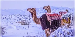 Read more about - Saudi Arabia | তপ্ত মরুভূমিতে তুষারপাত, সৌদি আরবে জলবায়ুর এ কেমন পরিবর্তন?