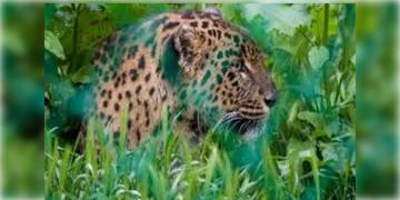 Read more about - Leopard । লেপার্ড আতঙ্কে আলিপুরদুয়ারের কুমারগ্রামে, ভয়ে ঘরবন্দি স্থানীয়রা