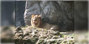 Read more about - আলিপুর চিড়িয়াখানায় সিংহের হানায় জখম ১ ব্যক্তি