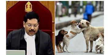 Read more about - Stray Dog Case | 'বিষয়টি খতিয়ে দেখা হবে', দিল্লির পথকুকুরদের নিয়ে বিতর্কের মাঝে বড় মন্তব্য সুপ্রিম কোর্টের প্রধান বিচারপতির!