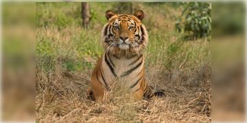 Read more about - Tigress Zeenat । ঘুমপাড়ানি গুলিতেওঁ কাবু করা গেলনা জিনাতকে , ফের পালালো বাঘিনী