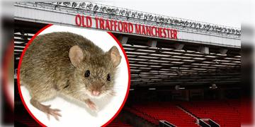 Read more about - Manchester United । ইঁদুরের তান্ডবে জর্জরিত বিশ্বসেরা ম্যাঞ্চেস্টার ইউনাইটেড! কপালে ভাঁজ কতৃপক্ষের