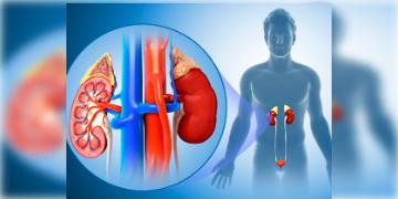 Read more about - চিনে নিন অজান্তে বাড়তে থাকা কিডনির সমস্যার উপসর্গ