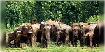 Read more about - Forest Department | হাতি শুমারি-তে মাথায় হাত বনদপ্তরের, উধাও প্রায় সাড়ে সাত হাজার হাতি!