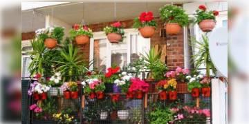 Read more about - ধেয়ে আসছে যশ, সাবধানতা অবলম্বনে বাড়ির বারান্দা থেকে সরিয়ে ফেলুন গাছের টব