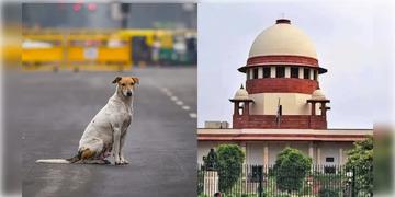 Read more about - Stray Dog Case | 'পথ কুকুরদের মেরে ফেলার কথা কেউ বলছে না, কিন্তু..', পথ কুকুর বিতর্কে রায়দান স্থগিত রাখল শীর্ষ আদালত!