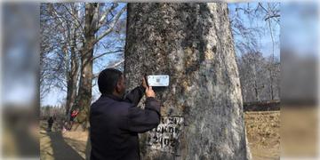 Read more about - Kashmir Chinar Tree | তৈরী হচ্ছে গাছের ডিজিটাল আধার কার্ড! চিনার বৃক্ষ বাঁচাতে উদ্যোগী কাশ্মীর