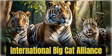 Read more about - Big Cat Alliance | বাঘ-সিংহ সংরক্ষণে সারা বিশ্বকে নেতৃত্ব দিতে চলেছে দেশ! ভারত সরকারের বড় পদক্ষেপ - বিগ ক্যাট অ্যালায়েন্স!