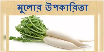 Read more about - মুলোর খাদ্যগুণ ও উপকারিতা, Food value and benefits of radish in bengali language