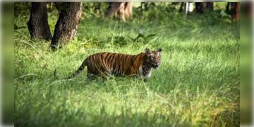 Read more about - Tigress Zeenat | অবশেষে বাগে এলো জিনাত! বাঁকুড়ায় ঘুমপাড়ানি গুলিতে কাবু বাঘিনি