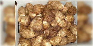 Read more about - শীতকালের ডায়েটে কচু রাখুন; সুস্থ থাকবে শরীর