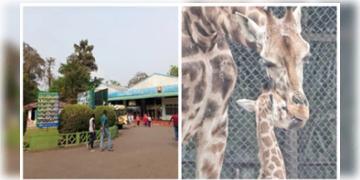 Read more about - চৈত্রের দাবদাহে চিড়িয়াখানার আবাসিকদের নাজেহাল অবস্থা, ভাল্লুক-শিম্পাঞ্জিদের ডায়েটে থাকছে দইভাত, লস্যি