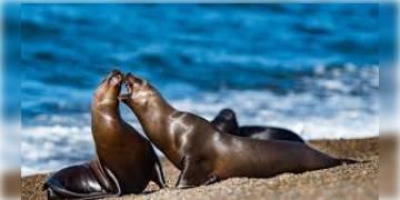 Read more about - রাশিয়ার কাস্পিয়ান সাগরের উপকূলে উদ্ধার বিপন্ন প্রজাতির প্রায় ৩০০টি সিলের মৃতদেহ।  