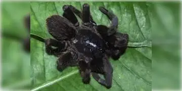 Read more about - অতিমারীর পাশাপাশি ট্যারেন্টুলার হানা, আতঙ্কিত হাওড়ার শ্যামপুরের কাটাগাছি মণ্ডলপাড়ার বাসিন্দারা