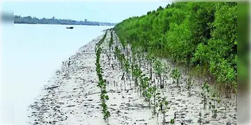 Read more about - Sundarban Mangrove Project | 'দানা'র মতো বড় বড় সাইক্লোন থেকে রক্ষা করবে সুন্দরবন! ৪৫০০ হেক্টর জমিতে ম্যানগ্রোভ বাঁচাতে বড় উদ্যোগ