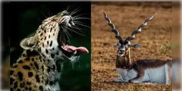 Read more about - Safari Park । মর্মান্তিক! স্ট্যাচু অব ইউনিটির সাফারি পার্কে কৃষ্ণসার হরিণকে ছিঁড়ে খেল হিংস্র লেপার্ড, ভয়ে মৃত আরও ৭